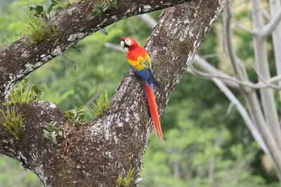 a colorful bird perched on a tree branch at In the Heart of Nature in Tarcoles