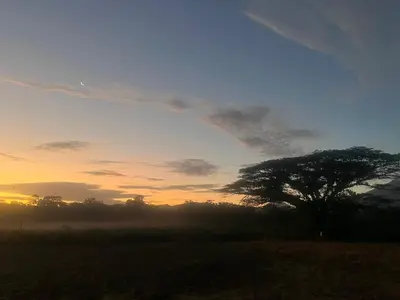 a tree in a field with the sunset in the background at Apartamento Río Niño in Upala