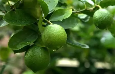 a lime tree with green fruit on it at Apartamento Río Niño in Upala