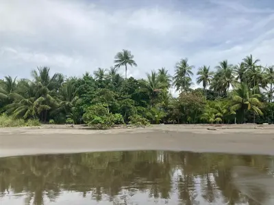 a beach with palm trees and a body of water at Safari tent with private pool close to Manuel Antonio Glamping 2 in Savegre