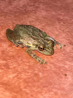 a frog laying on a red floor at Cabin -Treehouse La Tigra in San Gerardo