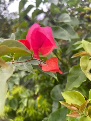 two red roses on a tree with green leaves at Cabin -Treehouse La Tigra in San Gerardo