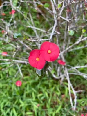two red flowers are hanging from a tree at Cabin -Treehouse La Tigra in San Gerardo