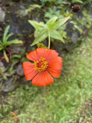 a red flower with a yellow center is shown at Cabin -Treehouse La Tigra in San Gerardo