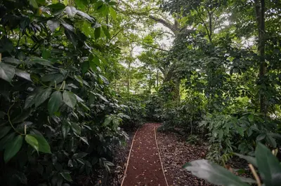 a path in the middle of the jungle at Bosquelago houserental in Tronadora