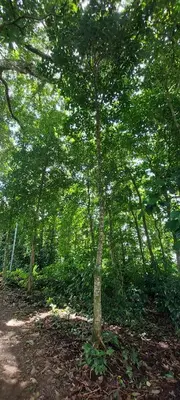 a small tree in the middle of a forest at Bosquelago houserental in Tronadora