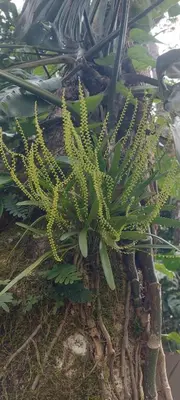 a green plant is growing on a tree at Bosquelago houserental in Tronadora