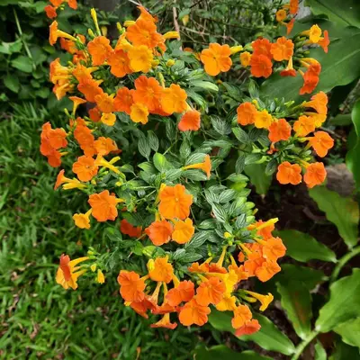Gallery image of The garden oasis close to SJO airport in Alajuela City