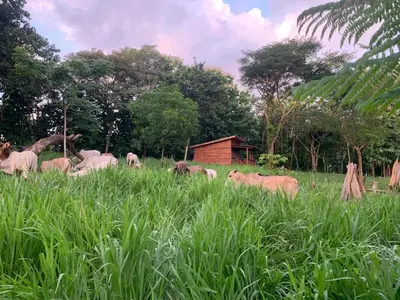 a herd of animals grazing in a field of tall grass at Villas El Silencio - Las Tierras de Leonor in San Juanillo