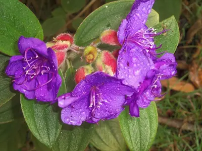 a purple flower with droplets of water on it at Lagunillas Del Poas in Poasito