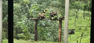 a bird sitting on top of a stand with bananas at Private rainforest villa up to 8 guests w jacuzzi near Rio Celeste in Upala