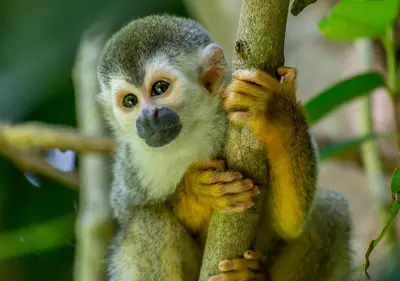a monkey is sitting on a tree branch at Hotel Manuel Antonio in Manuel Antonio