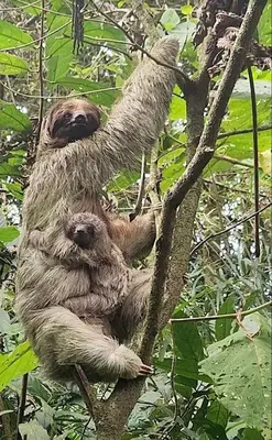 a sloth sitting on top of a tree at Finca Verde Lodge in Upala