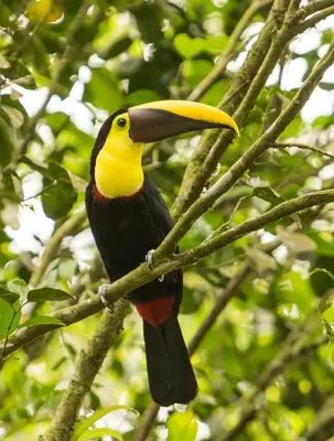 a toucan sitting on a branch of a tree at Finca Verde Lodge in Upala