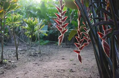 a plant with red leaves growing in a garden at Finca Verde Lodge in Upala