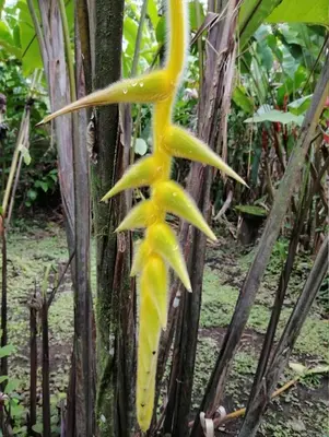 a close up of a yellow flower on a tree at Finca Verde Lodge in Upala