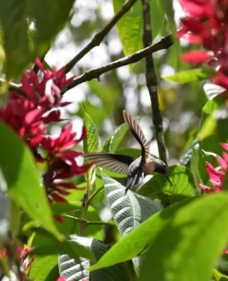 a humming bird flying through a tree with red flowers at Finca Verde Lodge in Upala
