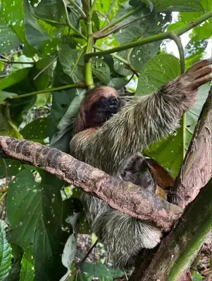 a brown throated sloth sitting on a tree branch at Finca Verde Lodge in Upala