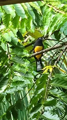 a yellow and black bird sitting on a tree branch at Casa Boa Casita Tambor in La Abuela