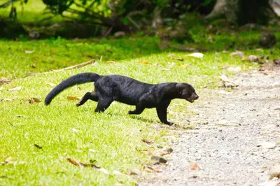 a black cat walking on the grass near a road at Casa Boa Casita Tambor in La Abuela