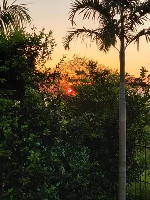 a palm tree with the sunset in the background at Casa Boa Casita Tambor in La Abuela