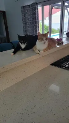 two cats sitting on a counter in a room at Casa Boa Casita Tambor in La Abuela