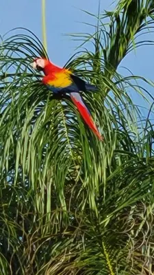 a colorful bird perched on top of a palm tree at Casa Boa Casita Tambor in La Abuela