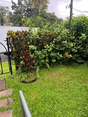 a group of bushes with red and green plants at El Jardín de Tere in Bijagua