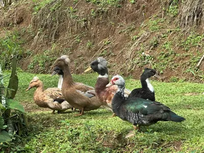a group of ducks standing in the grass at El Spot Orgánico in Quesada