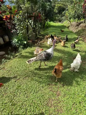 a group of chickens walking around in the grass at El Spot Orgánico in Quesada