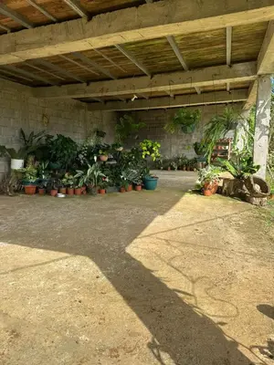 a group of potted plants sitting under a building at El Spot Orgánico in Quesada
