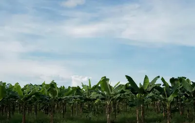 Gallery image of Musasana Wellness Farm in Puerto Viejo