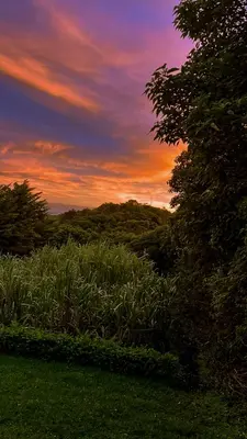 a sunset with a field of grass and a tree at Cabaña Elvira in La Cruz