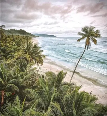 a view of a beach with palm trees and the ocean at Santa Hermosa Honey moon Villa in Santiago