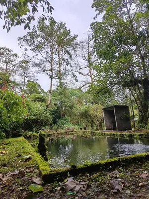 a small pond in the middle of a forest at Alojamiento con lago privado en Bajos del Toro in Toro Amarillo
