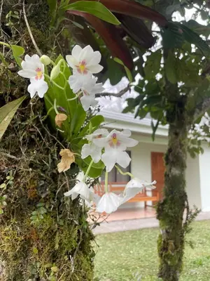 a bunch of white flowers on a tree at Alojamiento con lago privado en Bajos del Toro in Toro Amarillo