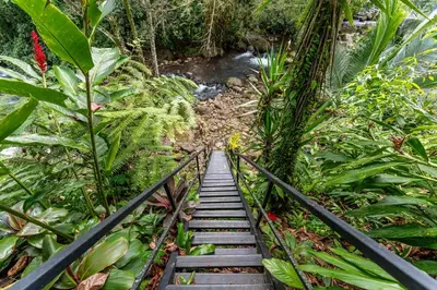a wooden staircase in a forest with a stream at Toucan River Paradise - River access, AC in Fortuna