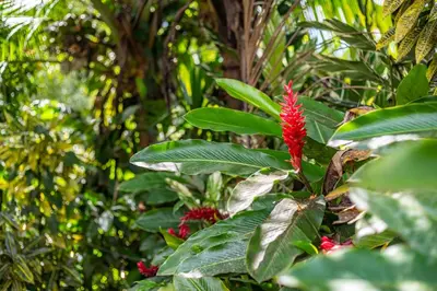 a red flower on a tree with green leaves at Toucan River Paradise - River access, AC in Fortuna