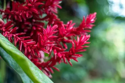 a bunch of red flowers on a green plant at Toucan River Paradise - River access, AC in Fortuna