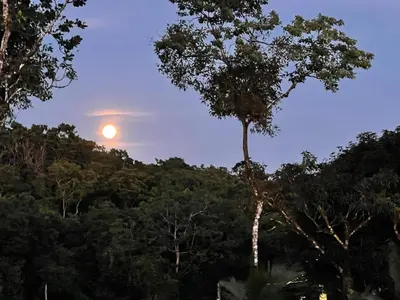 a tree in a forest with the sun in the sky at Little Paradise in Nuevo Arenal