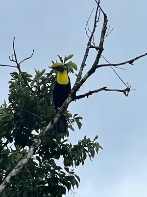 a bird perched on top of a tree branch at Little Paradise in Nuevo Arenal