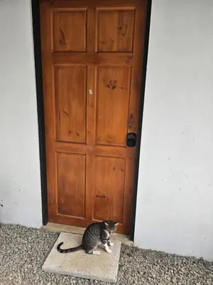 a cat sitting on a rug in front of a door at Uvita Boutique Studios in Uvita