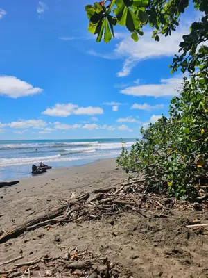 a beach with a bunch of trees and the ocean at Uvita Boutique Studios in Uvita