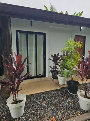a group of potted plants in front of a house at Uvita Boutique Studios in Uvita