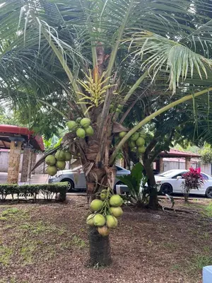 a palm tree with lots of green fruit on it at Casa Lapa Herradura Completa in Herradura