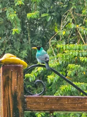 a bird sitting on top of a wooden post at Selvático Costa Rica in Chachagua