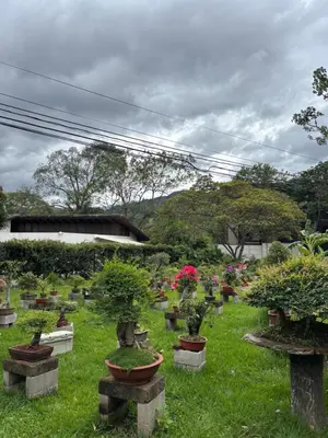 a bunch of potted plants sitting in the grass at Bonsai House in Brasil