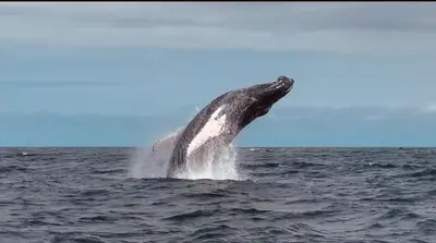 a humpback whale jumping out of the water at Casa Adam in Pochote