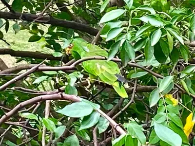 a green bird sitting on a tree branch at El Papagayo Verde 5 min walk to the beach and downtown in Coco