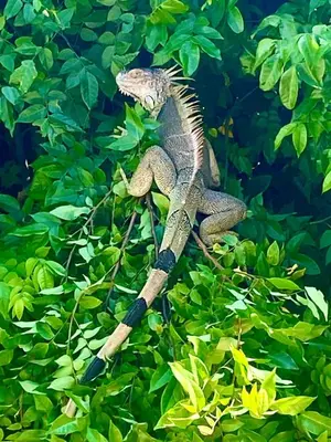 a lizard is sitting on a tree branch at El Papagayo Verde 5 min walk to the beach and downtown in Coco